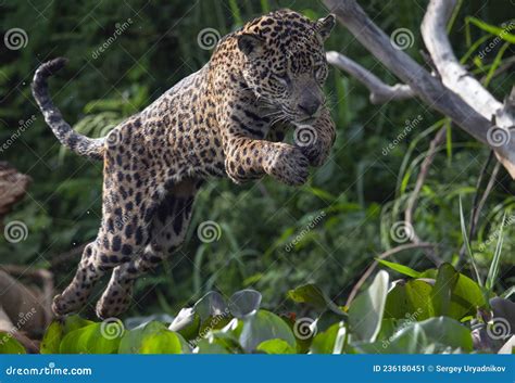 Jumping Jaguar Green Natural Background Panthera Onca Natural
