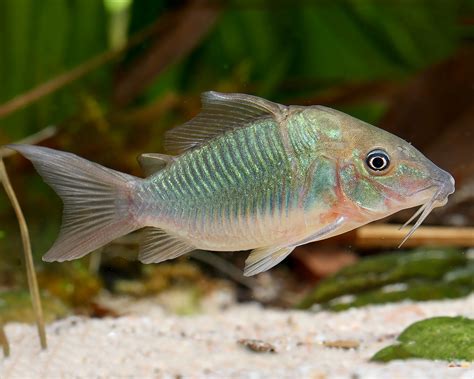 Emerald Tank Catfish Brochis Splendens Corydoras Catfish Bottom