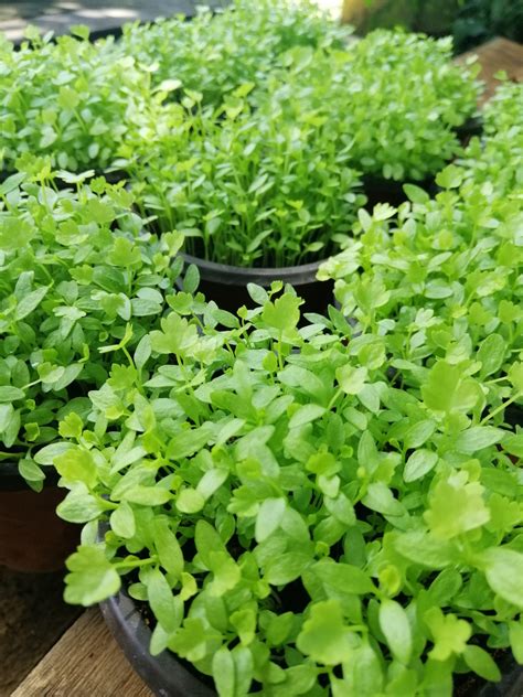 Cara nak tanam daun sup. Wanita Ni Kongsi Cara Tanam Daun Sup Guna Biji Benih ...