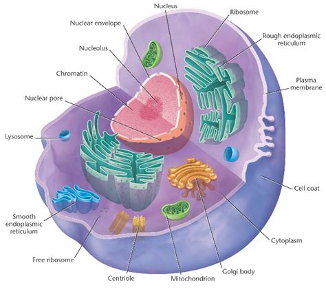 B21 Cell Structure Igcse Aid