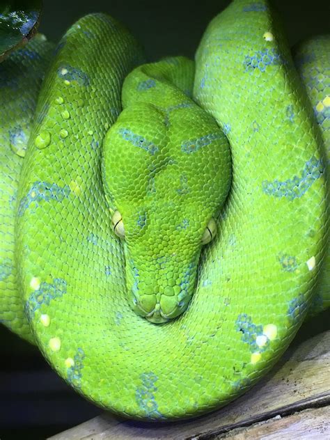 My young female Aru Green Tree Python - Stellar Snakes
