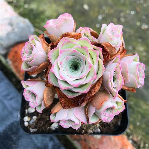 I don't care for it at all. Rose Succulents — They Look Like Out Of A Fairytale (With ...
