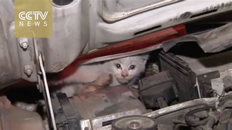 Kitten Trapped Under Car Hood Rescued Youtube