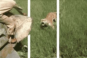 Tiger Hunting GIFs Find Share On GIPHY