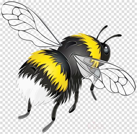 Bumblebee Clipart Bees Honey Bee Bumblebee Transparent Clip Art