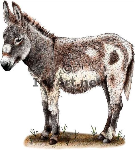Full Color Illustration Of A Domestic Donkey Equus Africanus Asinus