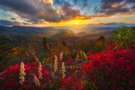 Download Sunset Flower Forest Mountain Nature Landscape Hd Wallpaper