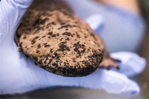 Rare Giant Salamander Is New Zoo Star After Being Rescued In Coventry