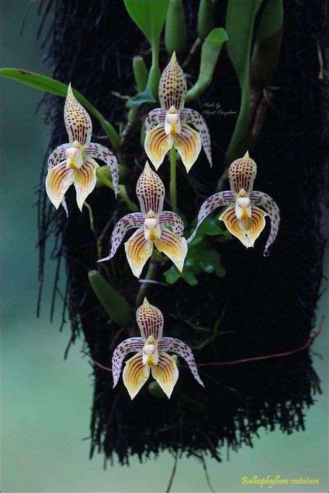 640 Mounted Orchids Ideas In 2021 Orchids Plants Beautiful Orchids