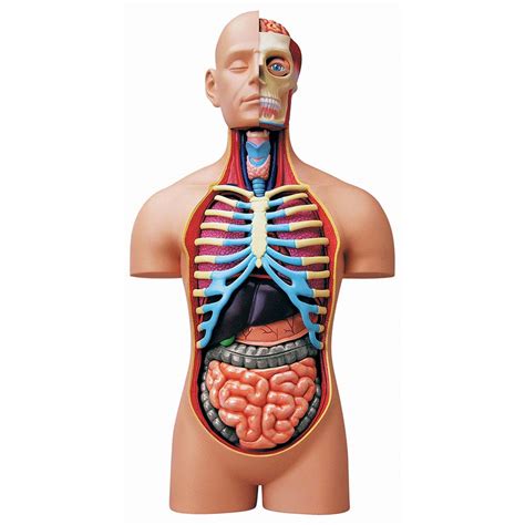 Immune and lymphatic systems of the upper torso. 4D Human Anatomy Deluxe Torso | TEDCO toys