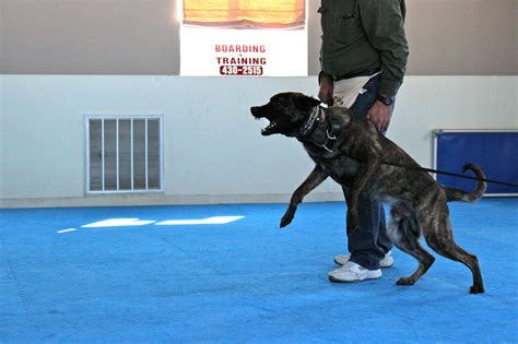 Custom Training | Alpha Dog Training Center