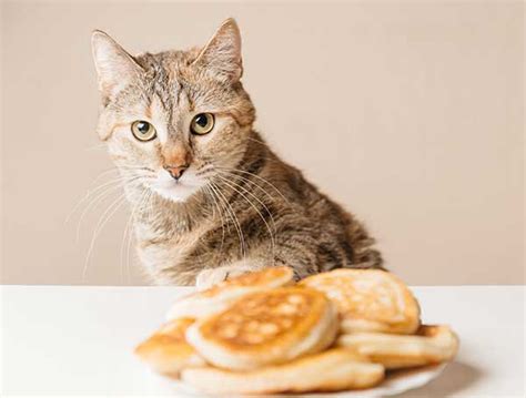 I use it with both allegra and ruby. Can Cats Eat Pancakes? OK to Share? Best Advice