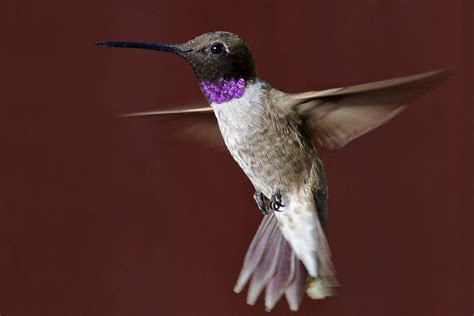 The forehead is black, as are the wings which also have white markings. Black-Chinned Hummingbird - Archilochus alexandri