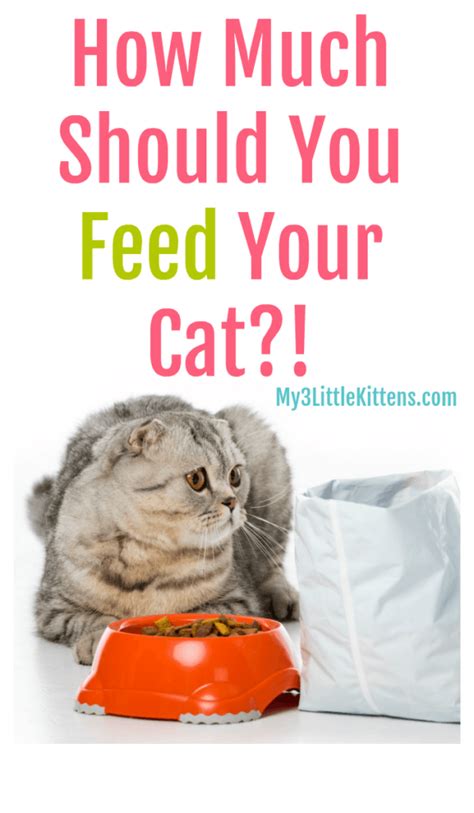 how much should you feed your cat my 3 little kittens