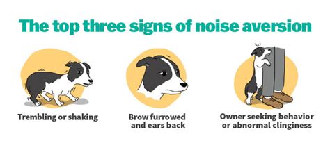 Top Signs Your Dog Suffers From Noise Aversion
