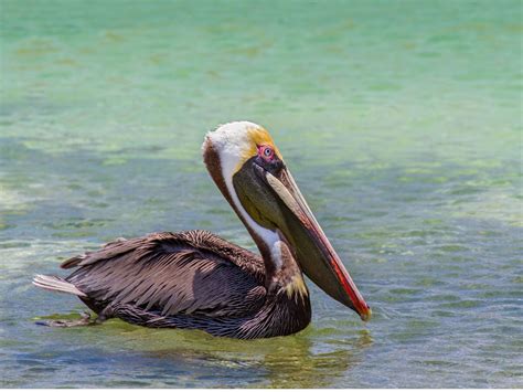 8 Types Of Pelicans