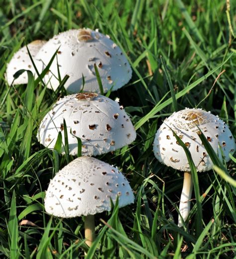 White Amanita Mushrooms In Grass Free Stock Photo Public Domain Pictures