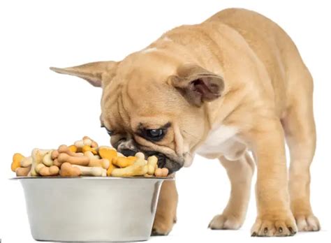 French Bulldog Food Allergies Everything You Need To Know