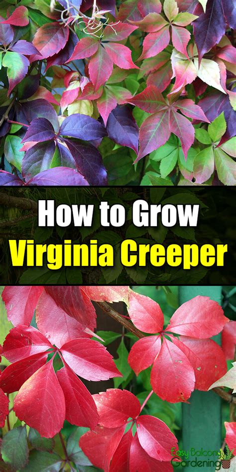 How To Grow Virginia Creeper Easy Balcony Gardening