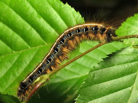 Fuzzy Brown Caterpillar Identification