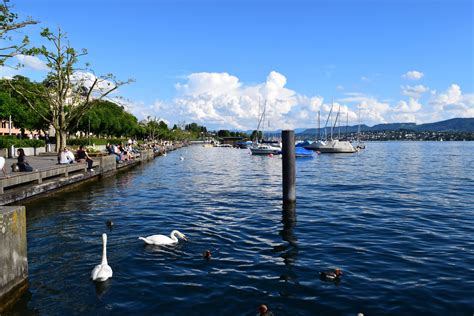 europe, lake, nature, summer, swans, water, zurich, zurich ...
