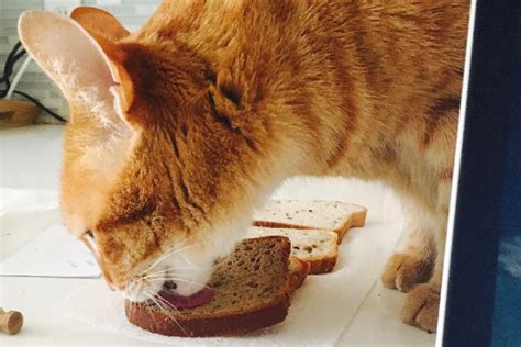 Can Cats Eat Bread Catster