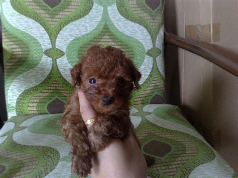 Lovelypuppy T Cup Red Female Toy Poodle Puppysold