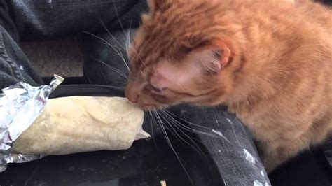 Burrito Cat Youtube