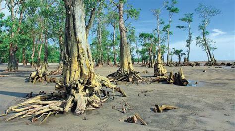 Climate Change Impact Sunderbans Steadily Losing Its Famed Mangroves