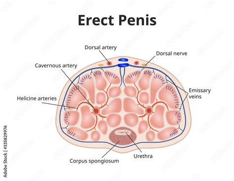 Erect Penis Anatomy Illustration Of Male Erection Physiology Stock Vector Adobe Stock