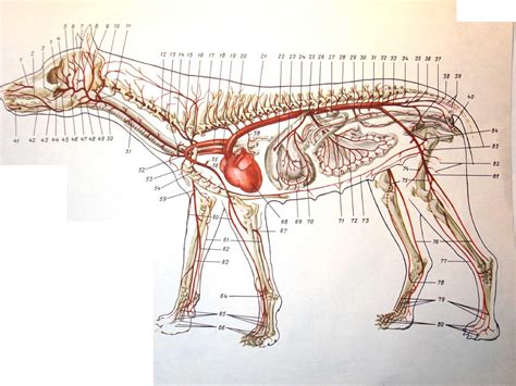 We've also got the parathyroid glands behind the thyroid. Dog neck anatomy