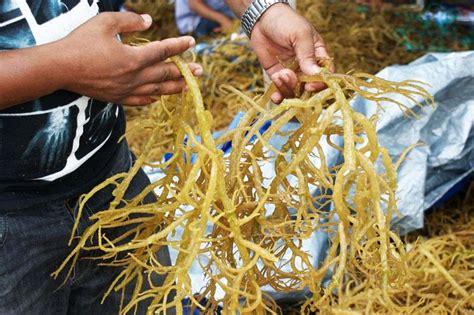 Indonesia Seaweed Cultivation And Types Of Seaweed