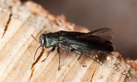 Carpenter bees are beneficial insects but can be a nuisance around the home. How To Get Rid Of Wood Boring Bees| Easy Explanation+ 5 Tips