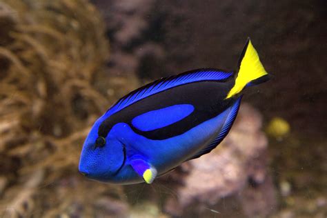 What Is The Highest Length Of A Blue Hippo Tang Girouard Thinscir
