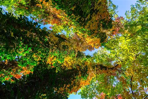 Vibrant Autumn Colors On A Sunny Day In The Forest Stock Image Image