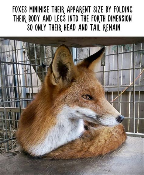 Amazing Animal Facts That Are Almost 100 True 22 Pics