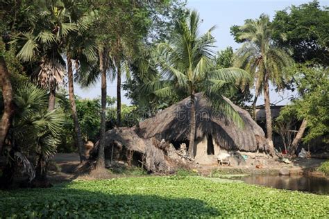 Bengali Village Stock Image Image Of Agricultural Lane 21770543