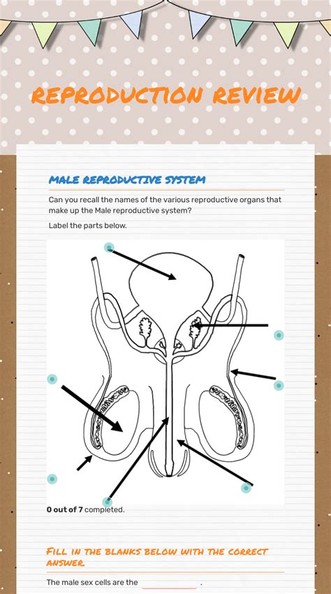 Male Reproductive Organ Worksheet