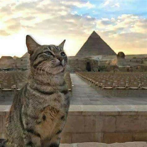 Para Os Egípcios Gatos A Trazem