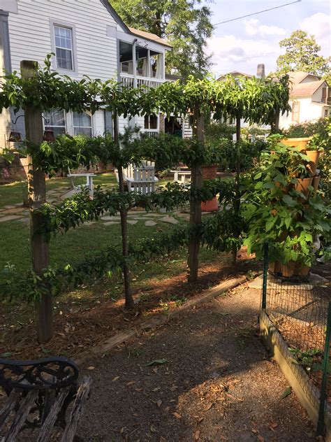 We offer a large selection of espalier trees you can train to grow flat against a wall of your home, fences, buildings or other vertical flat surfaces. Espalier of fruit trees | Fruit trees, Garden, Tree