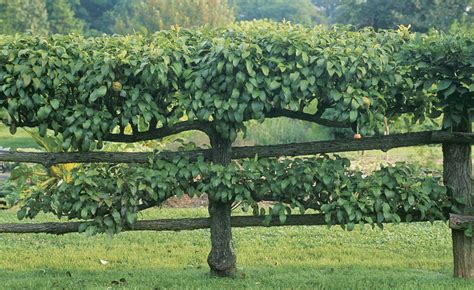 Pear Trees Sunnyside Nursery