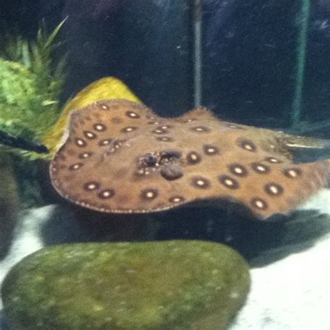 Check out what we offer, as well as a few pictures of pets that we've had in the store. Aquarium Adventure - Pet Store in Columbus