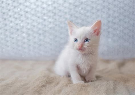 White Siamese Kitten With Blue Eyes Photograph By Calina Bell