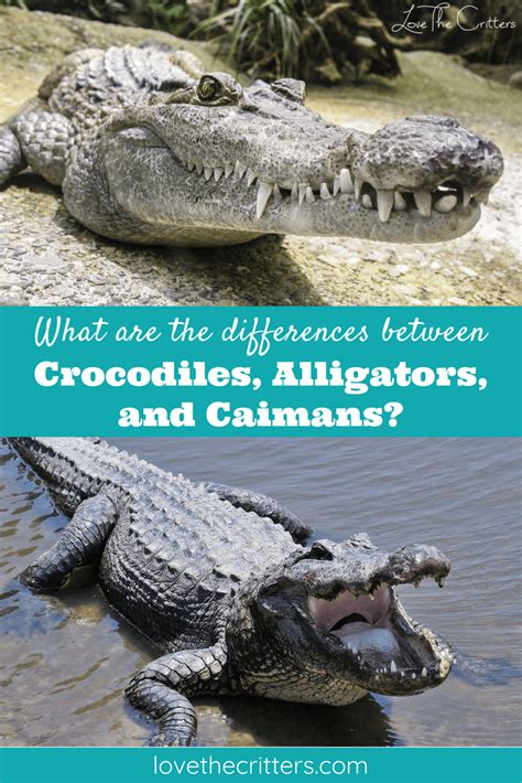 What Are The Differences Between Crocodiles Alligators And Caimans
