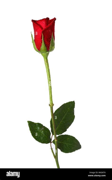 Single Long Stem Red Rose Stock Photo 8567817 Alamy
