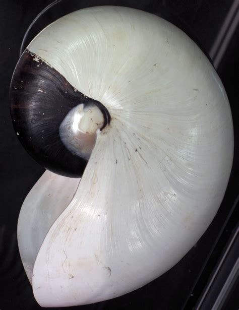 Nautilus Pompilius Albino Shell Chambered Nautilus Mi Flickr