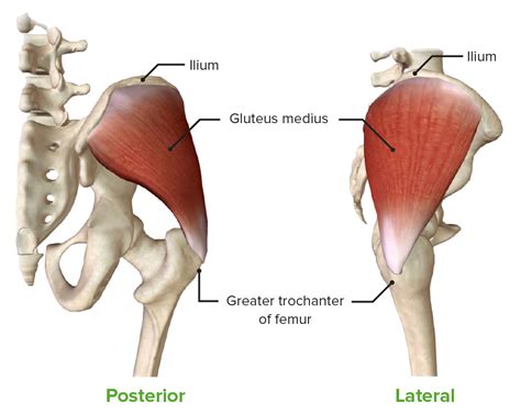 Anatomy Of The Gluteal Muscles Images And Photos Finder