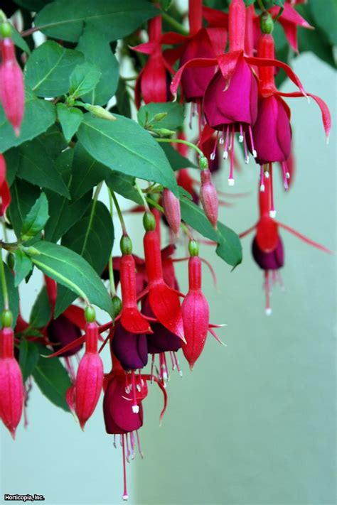 Fuchsia Plant Hgtv