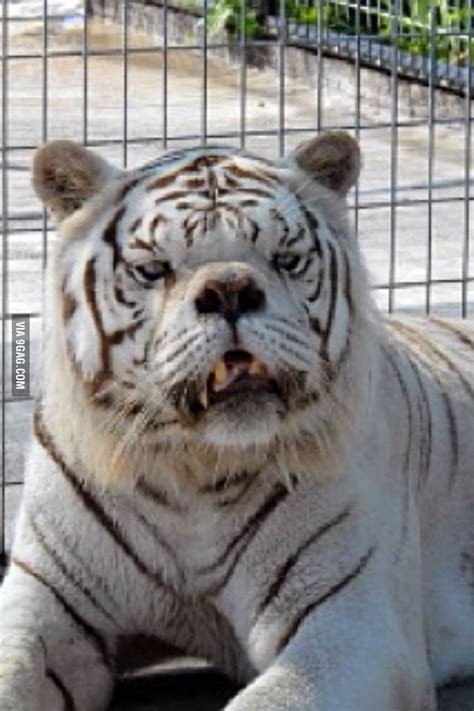 The down syndrome tiger its name is kenny only one in the world www.downsyndrometiger.com/. Kenny, the first tiger with Down syndrome - 9GAG