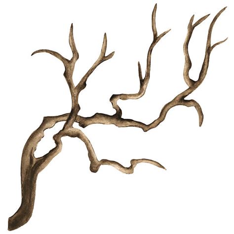 Driftwood Illustrations Royalty Free Vector Graphics And Clip Art Istock